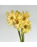 Gerbera Pasta (Imported) - Carbonara White (5 Stems)