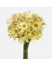 Gerbera Edge Curl (Imported) - Cream 白色卷边 (10 Stems)