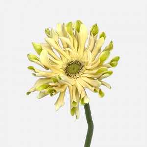 Gerbera Edge Curl (Imported) - Cream 白色卷边 (10 Stems)