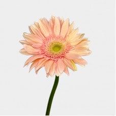 Gerbera Edge Curl (Imported) - Love Sea 爱琴海 (10 Stems) Gerbera Edge Curl (Imported) - Love Sea 爱琴海 (10 Stems)