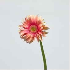 Gerbera Edge Curl (Imported) - Pink (10 Stems) Gerbera Edge Curl (Imported) - Pink (10 Stems)