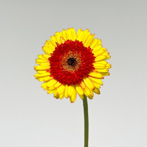 Gerbera (Local) - 2 Tone Red Yellow (8-10 Stems)