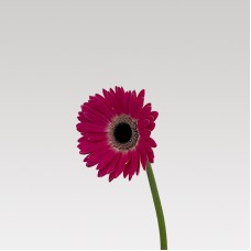 Gerbera (Local) - 2 Tone Purple (8-10 Stems)