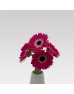 Gerbera (Local) - 2 Tone Purple (8-10 Stems)