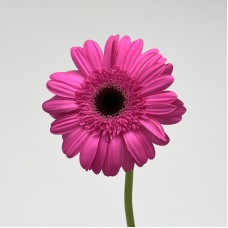 Gerbera (Local) - Cherry Pink (8-10 Stems) Gerbera (Local) - Cherry Pink (8-10 Stems)