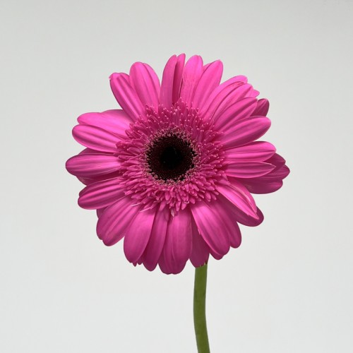 Gerbera (Local) - Cherry Pink (8-10 Stems) Gerbera (Local) - Cherry Pink (8-10 Stems)