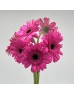 Gerbera (Local) - Cherry Pink (8-10 Stems) Gerbera (Local) - Cherry Pink (8-10 Stems)