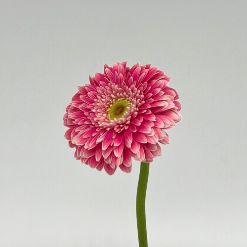 Gerbera (Local) - Cherry Pink With White Line (8-10 Stems)