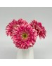 Gerbera (Local) - Cherry Pink With White Line (8-10 Stems)