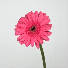 Gerbera (Local) - Pink (8-10 Stems) Gerbera (Local) - Pink (8-10 Stems)