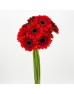 Gerbera (Imported) - 2 Tone Orange Red (10 Stems)