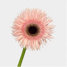 Gerbera Lace (Imported) - Light Pink (10 Stems)