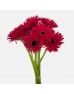 Gerbera Lace (Imported) - Maroon (10 Stems)