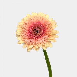 Gerbera Warsaw (Imported) - Athens 雅典 (10 Stems)