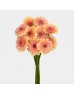 Gerbera (Imported) - Athens 雅典 (10 Stems) Gerbera (Imported) - Athens 雅典 (10 Stems)