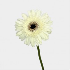Gerbera (Imported) - Frosted Snow 霜雪 (10 Stems) Gerbera (Imported) - Frosted Snow 霜雪 (10 Stems)