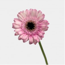 Gerbera (Imported) - Pure Blossom 冰清玉洁 (10 Stems) Gerbera (Imported) - Pure Blossom 冰清玉洁 (10 Stems)