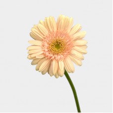 Gerbera (Imported) - Santorini 圣托里尼 (10 Stems) Gerbera (Imported) - Santorini 圣托里尼 (10 Stems)