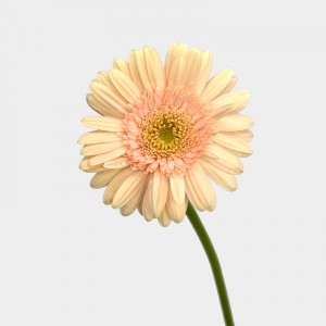 Gerbera Warsaw (Imported) - Santorini 圣托里尼 (10 Stems)