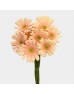 Gerbera (Imported) - Santorini 圣托里尼 (10 Stems)