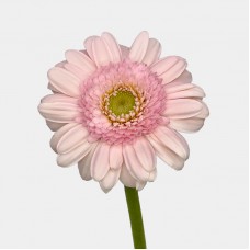 Gerbera Warsaw (Imported) - Warsaw 华沙 (10 Stems) Gerbera Warsaw (Imported) - Warsaw 华沙 (10 Stems)