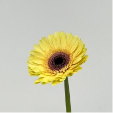 Gerbera (Local) - Milky (8-10 Stems) Gerbera (Local) - Milky (8-10 Stems)