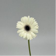 Gerbera (Local) - White With Black Heart (8-10 Stems)