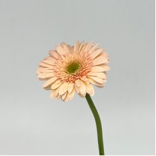 Gerbera (Local) - Champagne (8-10 Stems)
