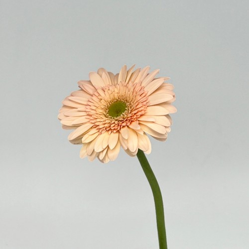 Gerbera (Local) - Champagne (8-10 Stems)