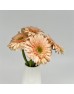 Gerbera (Local) - Champagne (8-10 Stems)