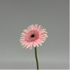 Gerbera (Local) - Magnum Pink (8-10 Stems) Gerbera (Local) - Magnum Pink (8-10 Stems)