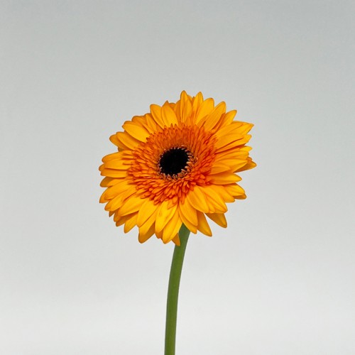 Gerbera (Local) - Orange (8-10 Stems) Gerbera (Local) - Orange (8-10 Stems)