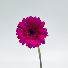 Gerbera (Local) - Purple (8-10 Stems) Gerbera (Local) - Purple (8-10 Stems)