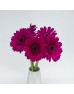 Gerbera (Local) - Purple (8-10 Stems) Gerbera (Local) - Purple (8-10 Stems)