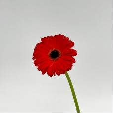 Gerbera (Local) - Red (8-10 Stems) Gerbera (Local) - Red (8-10 Stems)