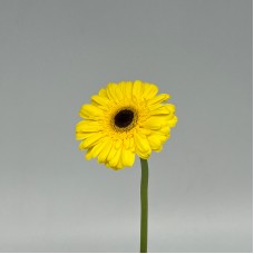 Gerbera (Local) - Yellow (8-10 Stems) Gerbera (Local) - Yellow (8-10 Stems)