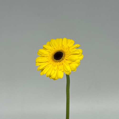 Gerbera (Local) - Yellow (8-10 Stems)
