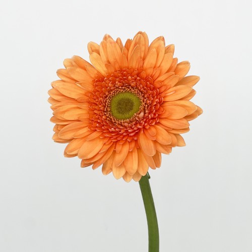 Gerbera (Local) - Light Orange (8-10 Stems)