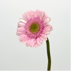 Gerbera (Local) - Light Pink (8-10 Stems)