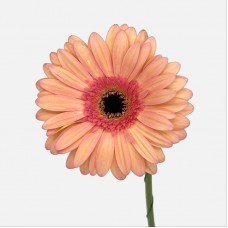 Gerbera (Local) - Peach Pink (8-10 Stems) Gerbera (Local) - Peach Pink (8-10 Stems)