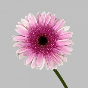 Gerbera (Local) - Pink Center And White (8-10 Stems) Gerbera (Local) - Pink Center And White (8-10 Stems)