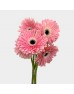 Gerbera (Local) - Soft Pink (8-10 Stems) Gerbera (Local) - Soft Pink (8-10 Stems)