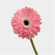 Gerbera (Local) - Soft Pink (8-10 Stems) Gerbera (Local) - Soft Pink (8-10 Stems)
