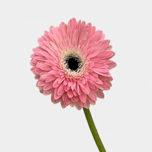 Gerbera (Local) - Soft Pink (8-10 Stems) Gerbera (Local) - Soft Pink (8-10 Stems)