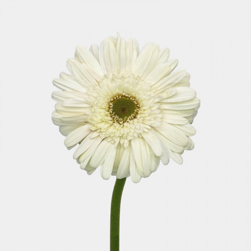 Gerbera (Local) - White With Green Heart (8-10 Stems)