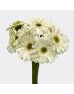 Gerbera (Local) - White With Green Heart (8-10 Stems)