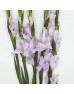 Gladiolus (Imported) - Light Purple (5 Stems)