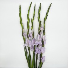 Gladiolus (Imported) - Light Purple (5 Stems) Gladiolus (Imported) - Light Purple (5 Stems)