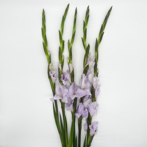 Gladiolus (Imported) - Light Purple (5 Stems)