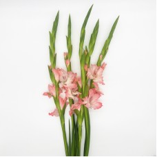 Gladiolus (Imported) - Pink (5 Stems) Gladiolus (Imported) - Pink (5 Stems)